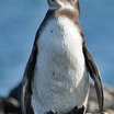 Galapagos Penguin